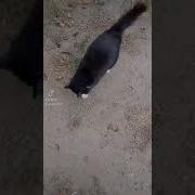 Никогда Не Повышай На Меня Голос