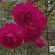 Ukasiga Siktirgan Opa Hikoyasi