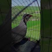 Овози Кабки Шикори