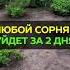 Как избавиться от сорняков за 2 дня сорняки дача сад огород