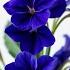 Blue Violets